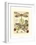 Whimsical Dragonflies II-Vision Studio-Framed Art Print