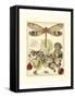 Whimsical Dragonflies II-Vision Studio-Framed Stretched Canvas