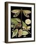 Whimsical Dragonfly on Black I-Vision Studio-Framed Art Print