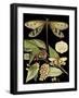 Whimsical Dragonfly on Black I-Vision Studio-Framed Art Print