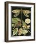 Whimsical Dragonfly on Black I-null-Framed Art Print