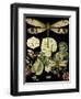 Whimsical Dragonfly on Black II (IE-Vision Studio-Framed Art Print