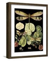 Whimsical Dragonfly on Black II-Vision Studio-Framed Art Print