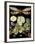 Whimsical Dragonfly on Black II-Vision Studio-Framed Art Print