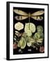 Whimsical Dragonfly on Black II-Vision Studio-Framed Art Print