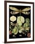 Whimsical Dragonfly on Black II-Vision Studio-Framed Art Print