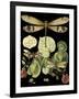 Whimsical Dragonfly on Black II-Vision Studio-Framed Art Print