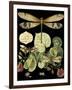 Whimsical Dragonfly on Black II-Vision Studio-Framed Art Print