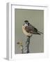 Whinchat (Saxicola rubetra), male perched,  Finland, May-Jussi Murtosaari-Framed Photographic Print
