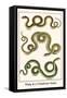 Whip and a Clumbrine Snake-Albertus Seba-Framed Stretched Canvas