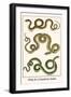 Whip and a Clumbrine Snake-Albertus Seba-Framed Art Print