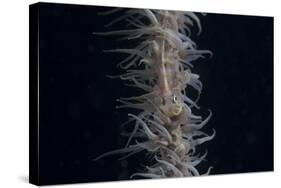 Whip Coral Goby, Fiji-Stocktrek Images-Stretched Canvas