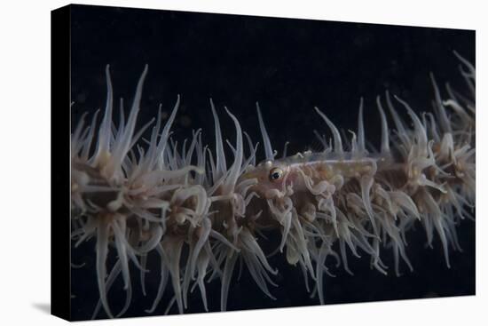 Whip Coral Goby, Fiji-Stocktrek Images-Stretched Canvas