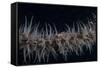 Whip Coral Goby, Fiji-Stocktrek Images-Framed Stretched Canvas