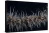 Whip Coral Goby, Fiji-Stocktrek Images-Stretched Canvas