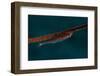 Whip Coral Goby, Fiji-Stocktrek Images-Framed Photographic Print