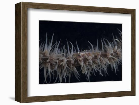 Whip Coral Goby, Fiji-Stocktrek Images-Framed Photographic Print