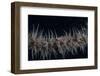 Whip Coral Goby, Fiji-Stocktrek Images-Framed Photographic Print