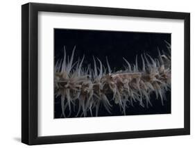 Whip Coral Goby, Fiji-Stocktrek Images-Framed Photographic Print