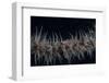 Whip Coral Goby, Fiji-Stocktrek Images-Framed Photographic Print