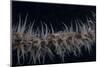 Whip Coral Goby, Fiji-Stocktrek Images-Mounted Photographic Print