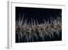 Whip Coral Goby, Fiji-Stocktrek Images-Framed Photographic Print