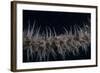 Whip Coral Goby, Fiji-Stocktrek Images-Framed Photographic Print