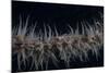 Whip Coral Goby, Fiji-Stocktrek Images-Mounted Photographic Print