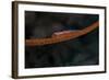 Whip Coral Goby, Fiji-Stocktrek Images-Framed Photographic Print