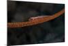 Whip Coral Goby, Fiji-Stocktrek Images-Mounted Photographic Print