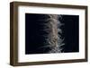 Whip Coral Goby, Fiji-Stocktrek Images-Framed Photographic Print