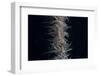 Whip Coral Goby, Fiji-Stocktrek Images-Framed Photographic Print