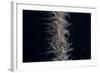 Whip Coral Goby, Fiji-Stocktrek Images-Framed Photographic Print