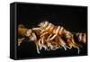 Whip Coral Shrimp-Bernard Radvaner-Framed Stretched Canvas