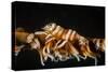 Whip Coral Shrimp-Bernard Radvaner-Stretched Canvas