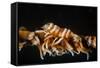 Whip Coral Shrimp-Bernard Radvaner-Framed Stretched Canvas