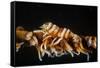 Whip Coral Shrimp-Bernard Radvaner-Framed Stretched Canvas
