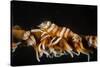 Whip Coral Shrimp-Bernard Radvaner-Stretched Canvas