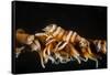 Whip Coral Shrimp-Bernard Radvaner-Framed Stretched Canvas