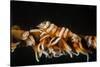 Whip Coral Shrimp-Bernard Radvaner-Stretched Canvas