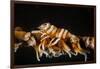 Whip Coral Shrimp-Bernard Radvaner-Framed Photographic Print