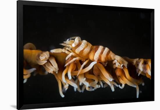 Whip Coral Shrimp-Bernard Radvaner-Framed Photographic Print