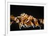 Whip Coral Shrimp-Bernard Radvaner-Framed Photographic Print