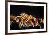 Whip Coral Shrimp-Bernard Radvaner-Framed Photographic Print