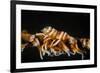 Whip Coral Shrimp-Bernard Radvaner-Framed Photographic Print