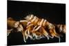 Whip Coral Shrimp-Bernard Radvaner-Mounted Photographic Print