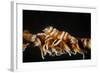 Whip Coral Shrimp-Bernard Radvaner-Framed Photographic Print