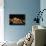 Whip Coral Shrimp-Bernard Radvaner-Mounted Photographic Print displayed on a wall