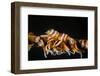 Whip Coral Shrimp-Bernard Radvaner-Framed Photographic Print