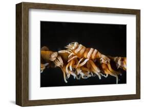 Whip Coral Shrimp-Bernard Radvaner-Framed Photographic Print